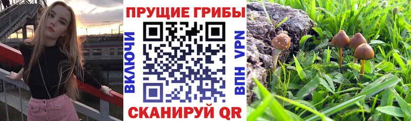 omg онион сайты даркнета Telegram Галлюциногенные грибы Cubensis купить наркотик Фокино